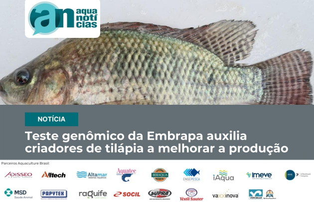 Capa Teste genômico da Embrapa auxilia criadores de tilápia a melhorar a produção