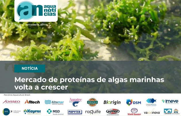 Capa Mercado de proteínas de algas marinhas volta a crescer   