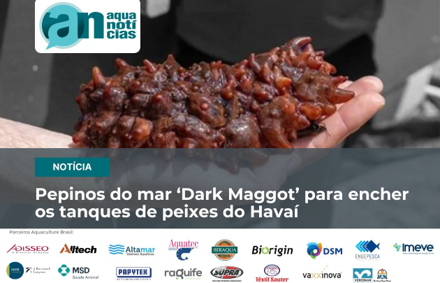 Capa Pepinos do mar ‘Dark Maggot’ para encher os tanques de peixes do Havaí