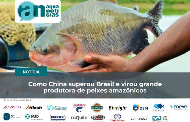 Capa Como China superou Brasil e virou grande produtora de peixes amazônicos