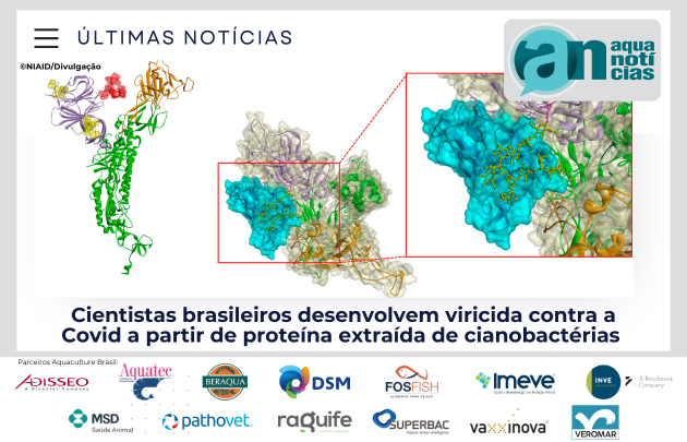 Capa Cientistas brasileiros desenvolvem viricida contra a Covid a partir de proteína extraída de cianobactérias 