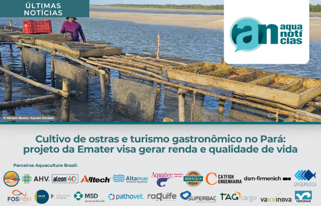Capa Cultivo de ostras e turismo gastronômico no Pará: projeto da Emater visa gerar renda e qualidade de vida